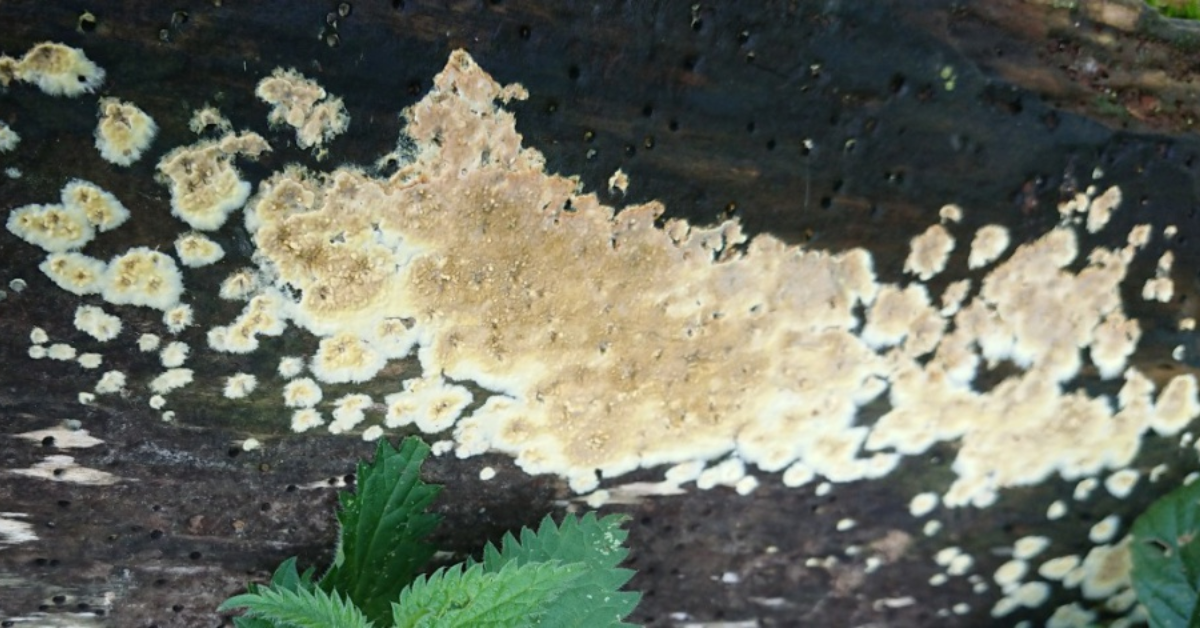 Structural Wood Rot Repair: When It’s Time to Call the Experts