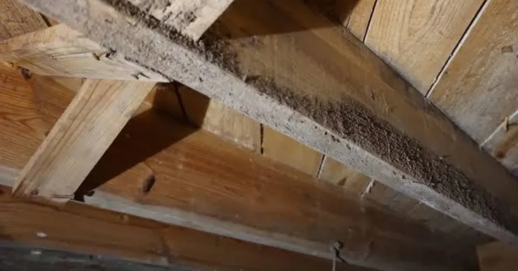 mould in crawl space